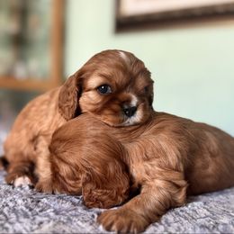 Treat - Ruby female Cavalier King Charles Spaniel puppy in Blanding, Utah from Card’s Cavaliers