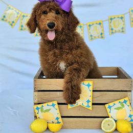 Hadley' Purple Girl - Red  female Goldendoodle puppy in Kountze, Texas from Texas Doodles LLC