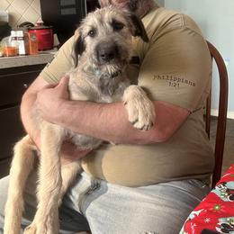 Rosie - Wheaten female Irish Wolfhound puppy in Ashland, Ohio from Castle Keep Hounds, LLC