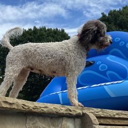 Lagotto Romagnolo puppies from Texas Lagottos