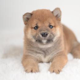 Boy 1 - Red male Shiba Inu puppy in Neosho, Missouri from Sunny Terrace Shibas