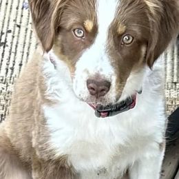 Miniature Australian Shepherds from KAREN K K MCPHERSON