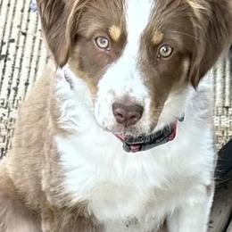 Miniature Australian Shepherds from KAREN K K MCPHERSON