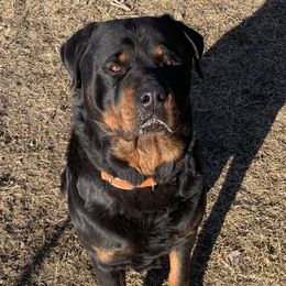 Remi - Rottweiler