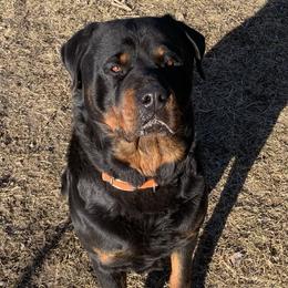 Remi - Rottweiler