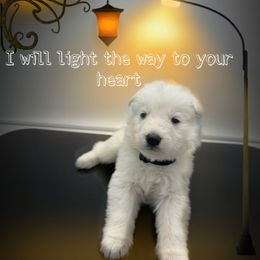 German Shepherd Puppies from Devon Rugerio's German Shepherds