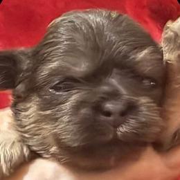 Nilla - Blue female Shih Tzu puppy in Corpus Christi, Texas from Pam Crump Shih Tzu