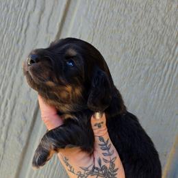 Black and Cream Boy - Black and cream male Dachshund puppy in Woodland, Washington from SJs Dachshunds