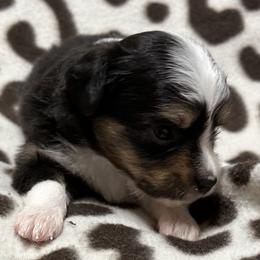 Sara - Black tri-color female Australian Shepherd puppy in Hico, Texas from Chisholm Trail Kennels