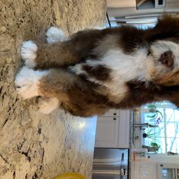 Bernedoodle Puppies from White Oak