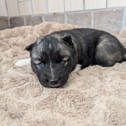 Girl 1 - Agouti and white Siberian Husky puppy in Calhoun County, Alabama from Southern Spirit Howlin' Huskies