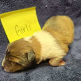 1 - White and sable female Shetland Sheepdog puppy in Caldwell, Texas from Candyce Witte