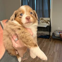 Lotus - Red merle female Miniature Australian Shepherd puppy in Pinnacle, North Carolina from Higher Elevations Mini Aussies