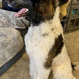 Cockapoos, Goldendoodles, and Poodles from Graceful Doodles and Poodles LLC