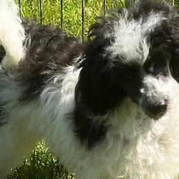 Poodles from Doodlez