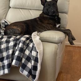 Belgian Malinois and xDutch Shepherd All Grown Up from Alliance K9
