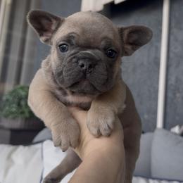Blue Fawn Girl (Spicy and Narco) - Blue fawn female French Bulldog puppy in Gulf Breeze, Florida from SW Frenchies