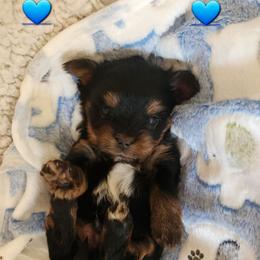 Ollie - Black and tan male Yorkshire Terrier puppy in Dallas, North Carolina from Mandy's Miracles