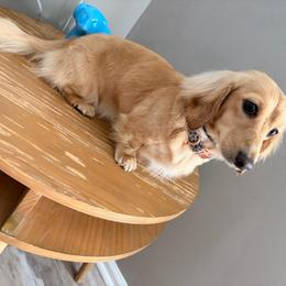 Zelda - Dachshund