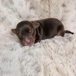 Apollo - Red tri male Miniature Australian Shepherd puppy in Bend, Oregon from Wonderland Aussies