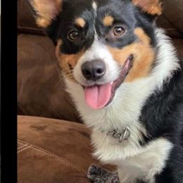 Hugo - Pembroke Welsh Corgi