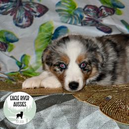 Clover - Blue merle Miniature Australian Shepherd puppy in California from Eagle River Aussies