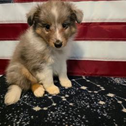 Little Jon - Blue merle and white male Shetland Sheepdog puppy in Altha, Florida from Hill Top Shelties