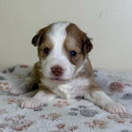 Lola Bunnie - Cream and white female Aussiedoodle puppy in Tonasket, Washington from V5 Aussies