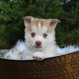 Peony - Red and white female Pomsky puppy in Missouri from Husky Hill Kennel