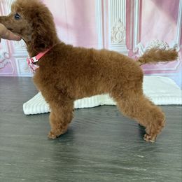 Abby - Red  female Poodle puppy in Cape Coral, Florida from Ruby the poodle