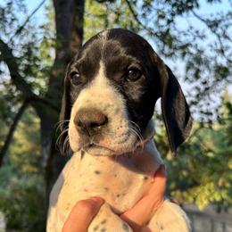 Thyme - light pink - Black and white female German Shorthaired Pointer puppy in Mokelumne Hill, California from Underhill GSP