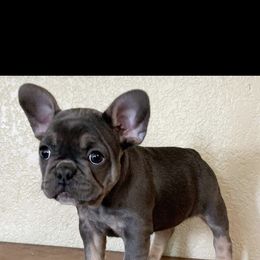 Boston Terrier and French Bulldog Puppies from High Plains