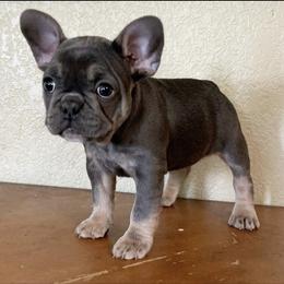 Boston Terrier and French Bulldog Puppies from High Plains