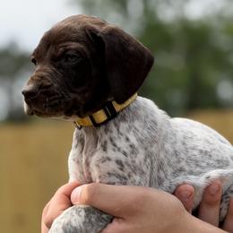 Ruth - Liver roan female German Shorthaired Pointer puppy in Six Mile, South Carolina from The Proper Pointer Co.