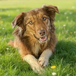 Honey - Border Collie