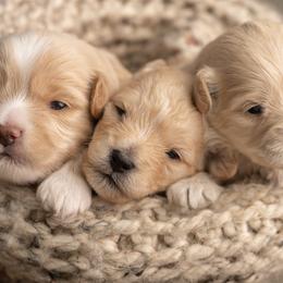 Goldendoodles from Bishop Golden Doodles