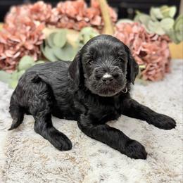 Fudge- Orange Collar - Black male Goldendoodle puppy in Bay City, Texas from Charming Doods Goldendoodles