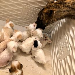 Chinese Crested Puppies from Ciao Bella Chinese Cresteds