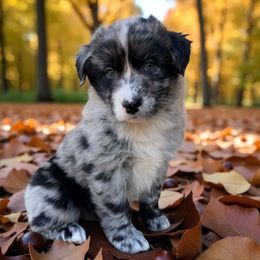 Duke - Blue merle male Australian Shepherd puppy in Statesville, North Carolina from Charming Australian Shepherds