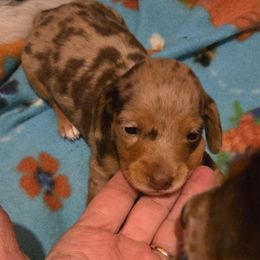 M and M - Dapple female Dachshund puppy in Edinburg, Virginia from Hunter Lane Dachshunds