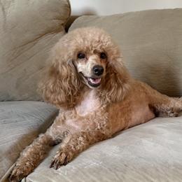 Poodles from Orel Toy & Miniature Poodles
