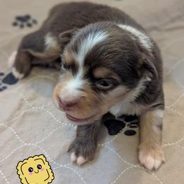 Haggis - Red merle male Toy Australian Shepherd puppy in Mountain Home, Idaho from LJK Boxers & Toy Aussies