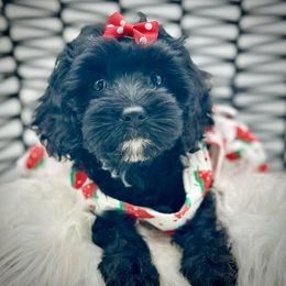 Berry - Black female Cockapoo puppy in Palm Beach County, Florida from Benji’s Cockapoos