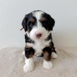 Leota - Tri-color female Bernedoodle puppy in Apache Junction, Arizona from Coffey House Doodles