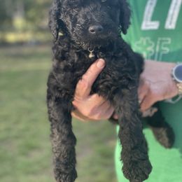 Goldendoodle Puppies from Coleman doodles North Texas
