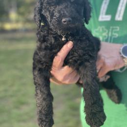 Goldendoodle Puppies from Coleman doodles North Texas