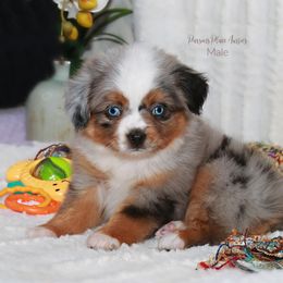 Miniature Australian Shepherd Puppies from Parsons Place Aussies