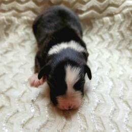 Alto - Black tri-color male Australian Shepherd puppy in Tijeras, New Mexico from Dovehawk Australian Shepherds