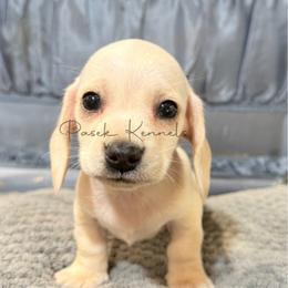 Turkey - Cream male Dachshund puppy in Anderson, Alabama from Pasek Kennels