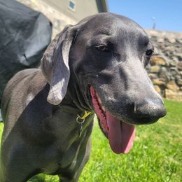 Max - Weimaraner